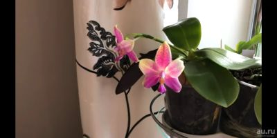 Лот: 14303615. Фото: 1. Орхидея Фаленопсис Liodoro. Горшечные растения и комнатные цветы