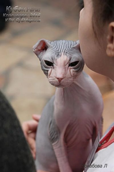 Лот: 4640509. Фото: 1. Девочка Украинский левкой. Кошки, котята