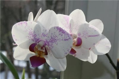 Лот: 4538581. Фото: 1. Орхидея фаленопсис 6. Горшечные растения и комнатные цветы