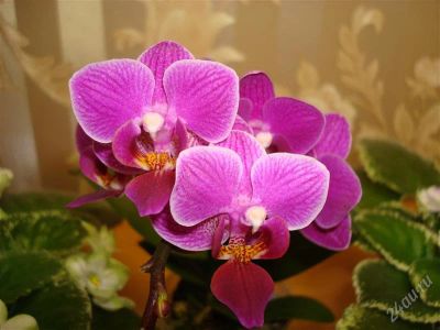 Лот: 744931. Фото: 1. Орхидея фаленопсис мини. Горшечные растения и комнатные цветы
