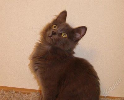 Лот: 503564. Фото: 1. Котик голубого окраса ищет хозяев... Остальные животные