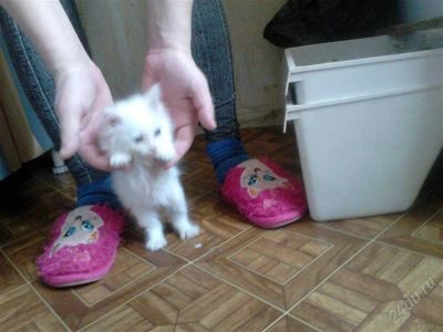 Лот: 2621815. Фото: 1. пушистый котенк. Кошки, котята