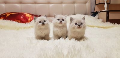 Лот: 12148430. Фото: 1. невские маскрадные котята. Кошки, котята
