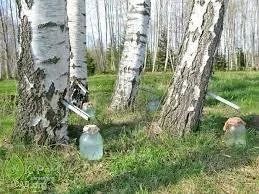 Лот: 2756161. Фото: 1. Березовый сок. Урожай 2013... Напитки