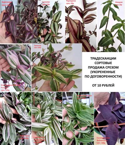 Лот: 17764792. Фото: 1. Традесканции срезом. Горшечные растения и комнатные цветы