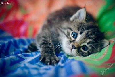 Лот: 2286316. Фото: 1. Котенок, девочка, 1 мес. Кошки, котята