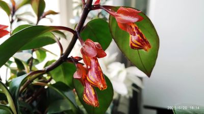 Лот: 20540731. Фото: 1. Нематантус Тропикана (Nematanthus... Горшечные растения и комнатные цветы