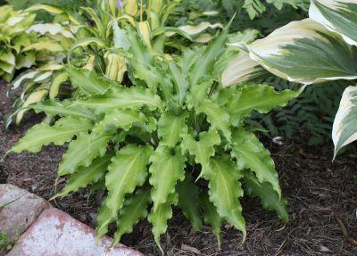 Лот: 20348962. Фото: 1. Хоста Анрули Чайлд hosta(Unruly... Садовые цветы