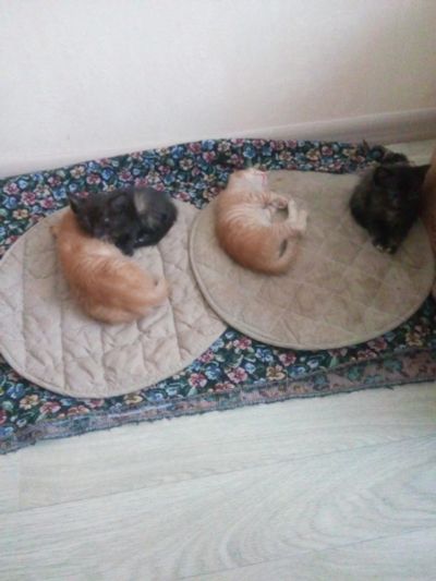 Лот: 6664122. Фото: 1. срочно отдам Котят! Рыжие и трехцветные. Кошки, котята