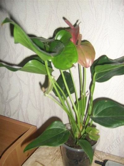Лот: 770047. Фото: 1. антуриум эсперо 1. Горшечные растения и комнатные цветы