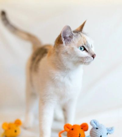 Лот: 4732242. Фото: 1. Красивые стерилизованные кошечки... Кошки, котята