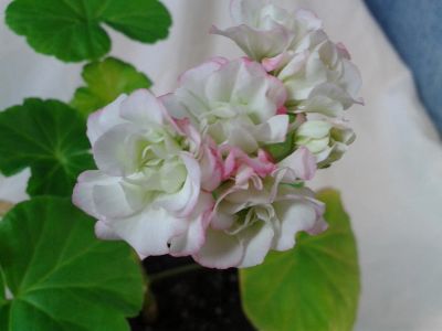 Лот: 10569157. Фото: 1. Пеларгония зональная Sutarves... Горшечные растения и комнатные цветы