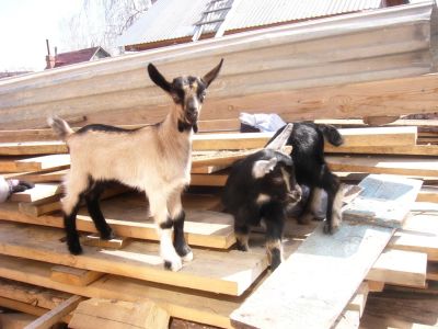 Лот: 4201481. Фото: 1. Продам козочку . коза. козлята. Остальные животные