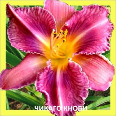 Лот: 3818155. Фото: 1. Лилейник Чикаго Кнобби (корень... Другое (семена, рассада, садовые растения)