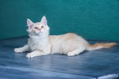 Лот: 12799166. Фото: 1. Котёнок Мейн-кун (Савини Том). Кошки, котята