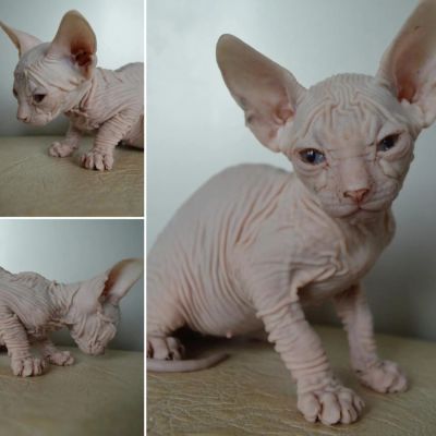Лот: 7998586. Фото: 1. Котёнок дончак резиновый. Кошки, котята