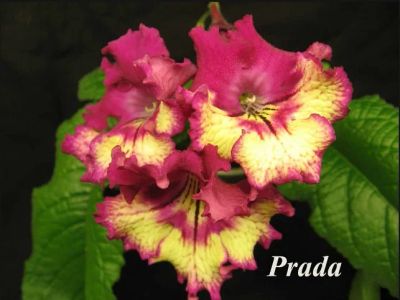 Лот: 6441342. Фото: 1. Стрептокапрус Prada (И. Кабанова... Горшечные растения и комнатные цветы