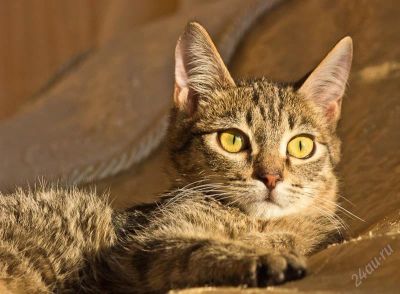 Лот: 2375986. Фото: 1. Котенок ищет хозяев!. Кошки, котята