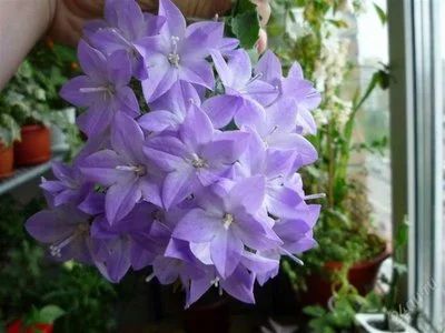 Лот: 963931. Фото: 1. Кампанула сорт Майя - "жених". Горшечные растения и комнатные цветы