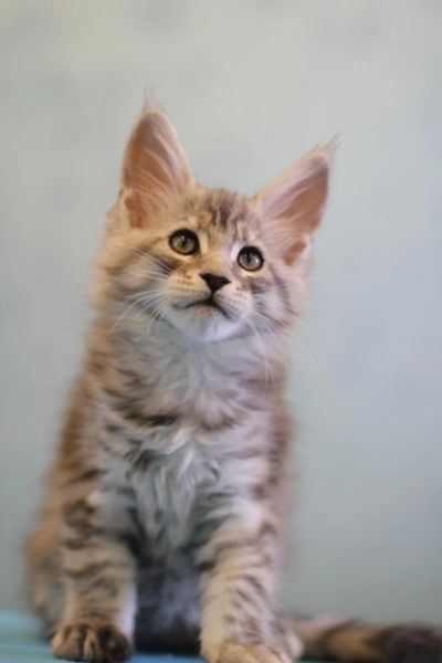 Лот: 11489559. Фото: 1. Котенок сильвер мейн-кун. Кошки, котята