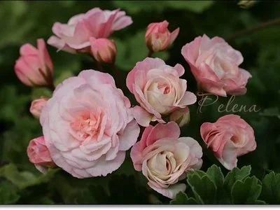 Лот: 17893489. Фото: 1. Сортовая пеларгония "Леона Галактика... Горшечные растения и комнатные цветы