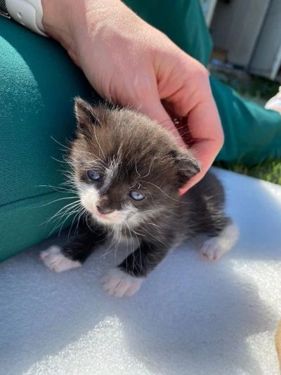 Лот: 19088105. Фото: 1. Красивые котята. Кошки, котята