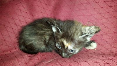 Лот: 7612356. Фото: 1. Кошечки. Кошки, котята