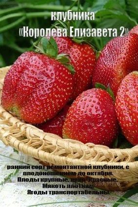 Лот: 5513322. Фото: 1. Клубника "Королева Елизавета 2... Другое (семена, рассада, садовые растения)