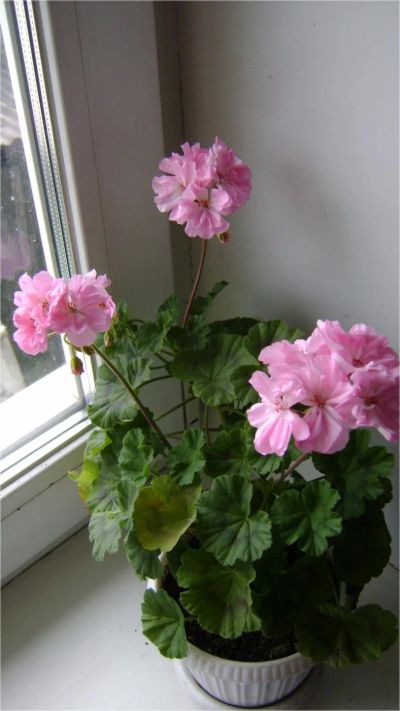 Лот: 5791332. Фото: 1. Jackpot Wild Rose - карликовая... Горшечные растения и комнатные цветы