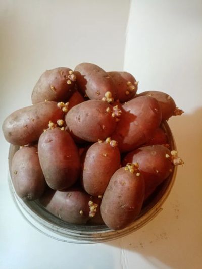 Лот: 15957325. Фото: 1. Купить посадочный картофель. Картофель