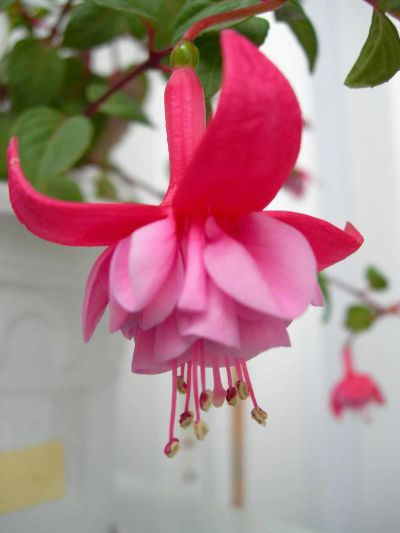 Лот: 4215613. Фото: 1. Фуксия "La Rosita" . Горшечные растения и комнатные цветы