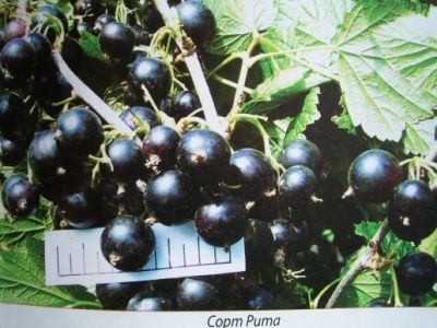 Лот: 7476782. Фото: 1. Саженцы смородины "Рита". Другое (семена, рассада, садовые растения)