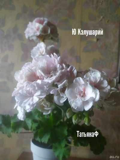 Лот: 18555918. Фото: 1. Пеларгония зональная Ю Кэлушарий. Горшечные растения и комнатные цветы