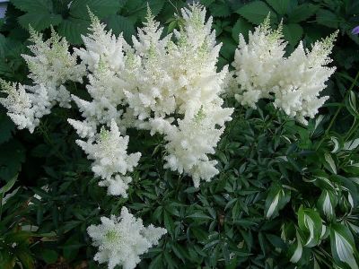Лот: 19858941. Фото: 1. астильба белая. Садовые цветы