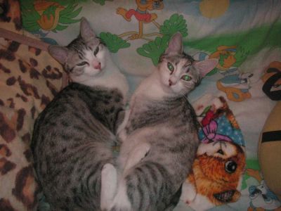 Лот: 5473112. Фото: 1. замечательные котики. Кошки, котята