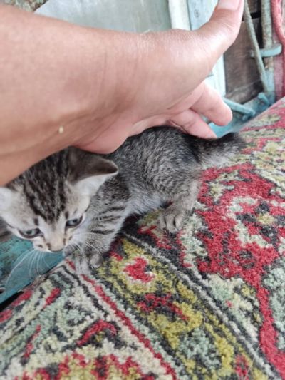 Лот: 23320906. Фото: 1. Котенок, маленькая рысь. Кошки, котята