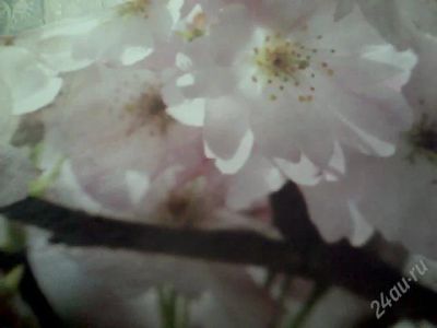 Лот: 2181382. Фото: 1. Продам фотообои. Обои, панели, ДВП, ДСП, МДФ