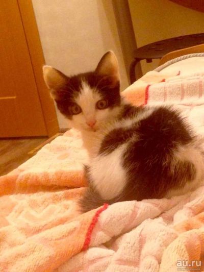 Лот: 9139366. Фото: 1. котенок в добрые руки!. Кошки, котята