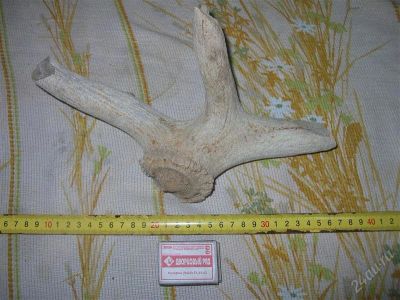 Лот: 1186814. Фото: 1. Часть рога древнего оленя №4. Археология