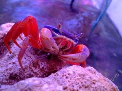 Лот: 1516080. Фото: 1. Радужный краб (Cardisoma armatum... Моллюски, ракообразные, кораллы