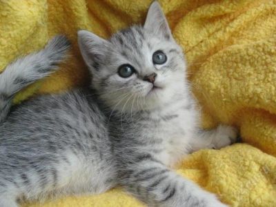 Лот: 1497886. Фото: 1. Британец. Кошки, котята
