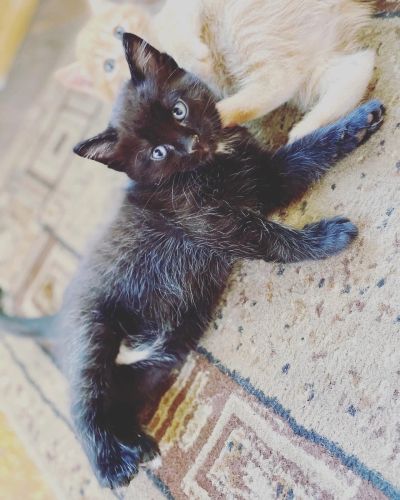 Лот: 17777605. Фото: 1. Котёнок чёрный с белым галстучком. Кошки, котята