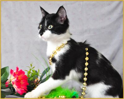 Лот: 15253904. Фото: 1. котенок девочка 5 мес. Кошки, котята