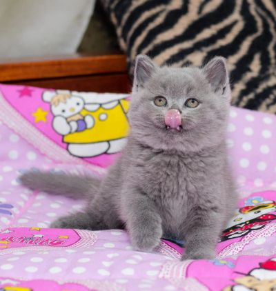 Лот: 10478371. Фото: 1. Eclair ( Эклер ). Кошки, котята