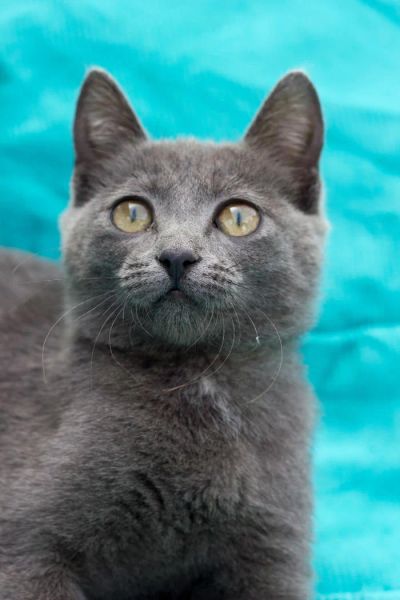Лот: 6079494. Фото: 1. Милая девчонка ищет хозяина. Кошки, котята