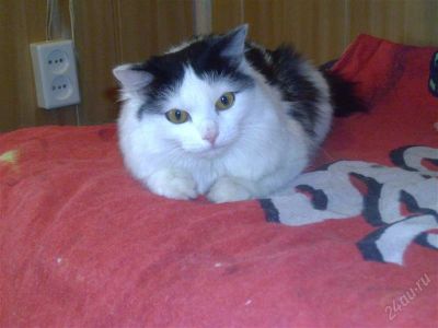 Лот: 2836650. Фото: 1. Миниатюрная, пушистая кошечка... Кошки, котята
