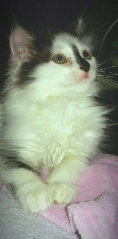 Лот: 7268765. Фото: 1. Черно-белая красавица. Кошки, котята