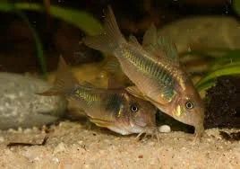 Лот: 6523362. Фото: 1. Сомик золотистый (Corydoras aeneus... Рыбки
