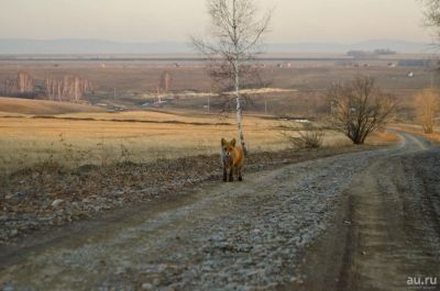 Лот: 13735506. Фото: 1. Земельный участок Старцево 11... Земельные участки
