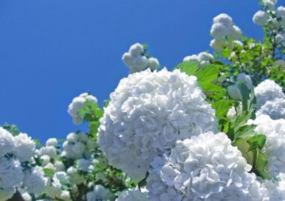 Лот: 9561018. Фото: 1. калина Бульденеж, Снежный шар... Декоративные кустарники и деревья
